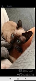Gattino toy (siamese)