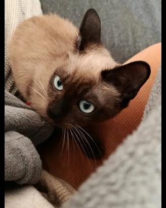 Gattino toy (siamese)