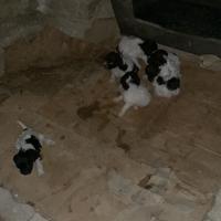 Cuccioli di lagotto