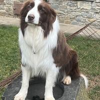 Border Collie per monta