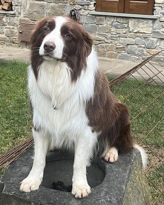 Border Collie per monta