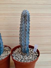  Euphorbia Abdelkuri - cactus succulente 
