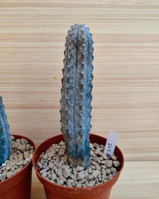  Euphorbia Abdelkuri - cactus succulente 
