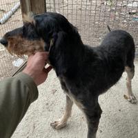 Segugio Italiano pelo forte linea Pompiano