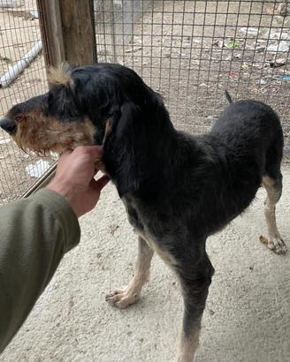 Segugio Italiano pelo forte linea Pompiano