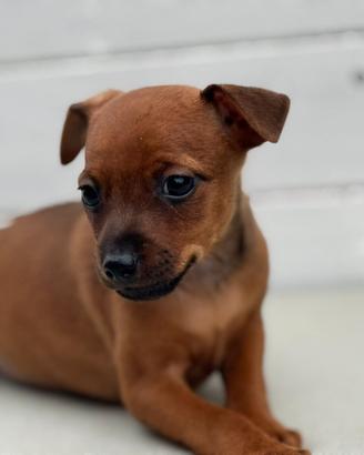 Pinscher
