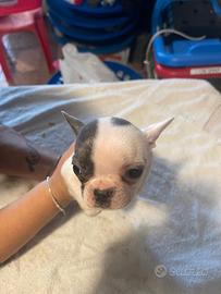 Bulldog francese