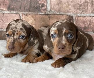 BASSOTTI NANI TEDESCHI - BASSOTTO NANO choco merle