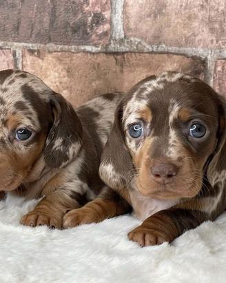 BASSOTTI NANI TEDESCHI - BASSOTTO NANO choco merle