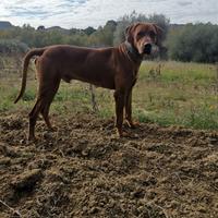 Cagnolina per accoppiamento RHODESIAN RIDGEBACK