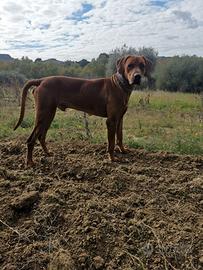 Cagnolina per accoppiamento RHODESIAN RIDGEBACK