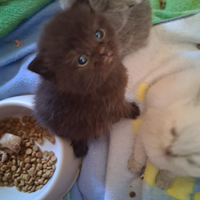 Scottish straight femminuccia