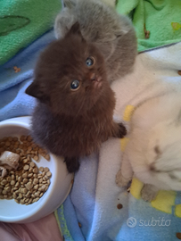 Scottish straight femminuccia