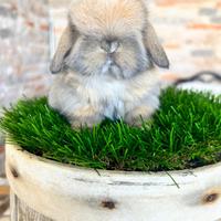 Ariete Nano Mini Lop