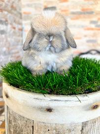 Ariete Nano Mini Lop