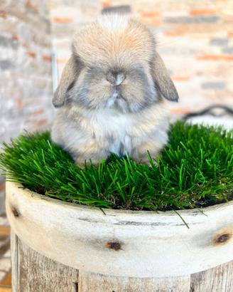 Ariete Nano Mini Lop