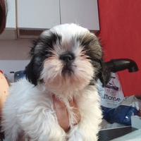 Shih tzu