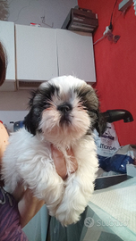 Shih tzu