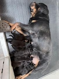 Cucciolata Rottweiler pagamenti agevolati