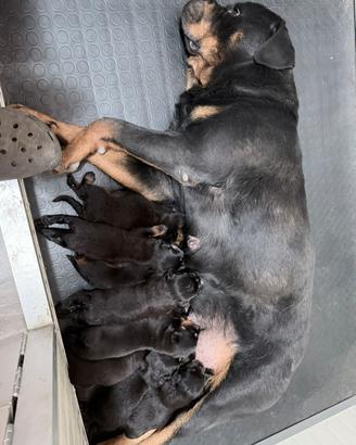 Cucciolata Rottweiler pagamenti agevolati