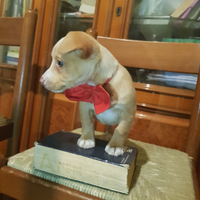 Cucciolo di taglia piccola a pelo corto