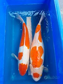 Koi, pesci
