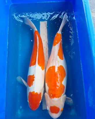 Koi, pesci