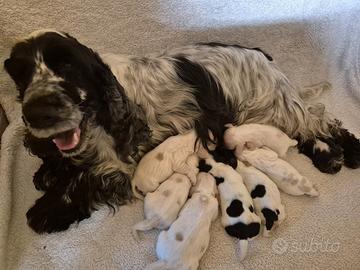Cocker spaniel inglese