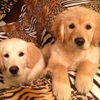 Cuccioli di Golden Retriever