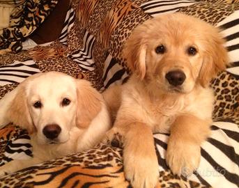 Cuccioli di Golden Retriever