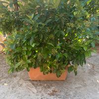 pianta viburnum lucidum