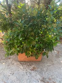 pianta viburnum lucidum