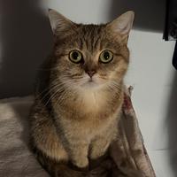 Gatto britannico colore tabby dorato