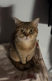 Gatto britannico colore tabby dorato