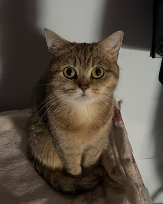 Gatto britannico colore tabby dorato