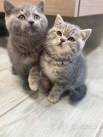 Gattini Scottish Straight