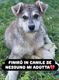 Venere merita una famiglia