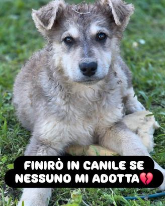 Venere merita una famiglia