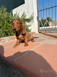 Bassotto tedesco nano e kaninchen