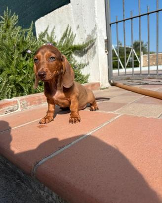 Bassotto tedesco nano e kaninchen