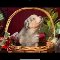 Pastore Australiano - Australian Shepherd