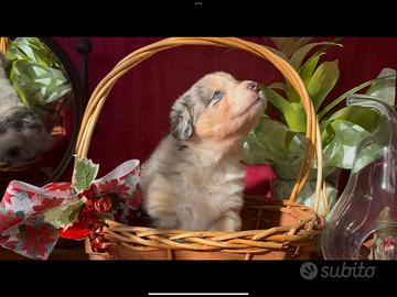 Pastore Australiano - Australian Shepherd