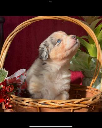 Pastore Australiano - Australian Shepherd