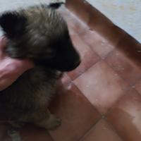 Cucciola di Chow Chow