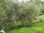 Immagine 24