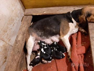 Beagle cuccioli tricolori