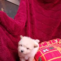 Maltese mini toy mix femminuccia