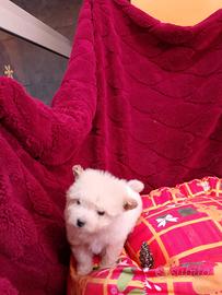 Maltese mini toy mix femminuccia