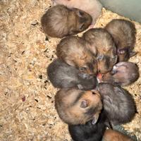 Criceti esotici a pelo lungo