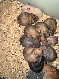 Criceti esotici a pelo lungo